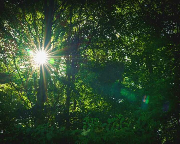 The sun breaks through the trees in a forest
