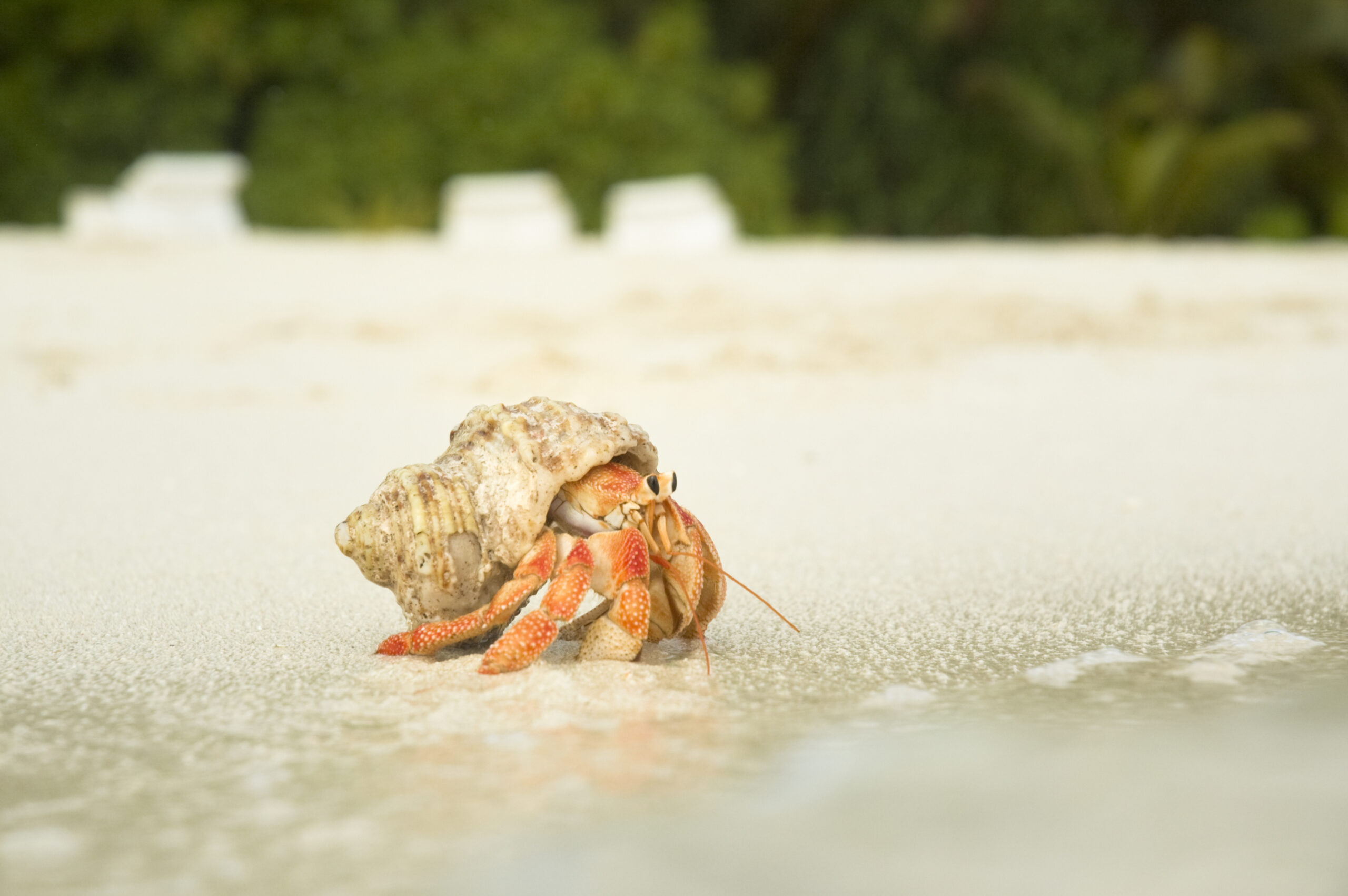 hermit crab standing by the shore of the ocean