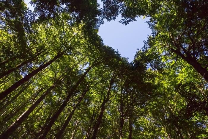 Tree-canopy-heart-shape