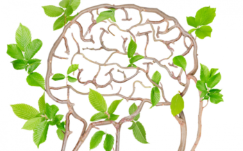 The Resilient Brain: 9 Keys to Prepare the Brain for Healing